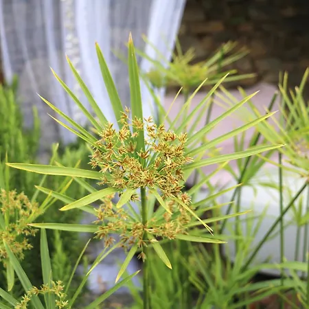 Πανσιόν Agrilunassa Eco And Bordighera